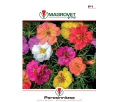 Portulaka nízka - zmes farieb