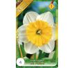 Narcissus - Ice Follies / 4ks v balení