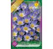 Crocus - Sieberi Tricolor / 10ks v balení