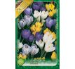 Crocus Large Flowering - mixed / 8ks v balení