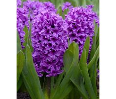 Hyacinthus-  Miss Saigon / 3ks v balení