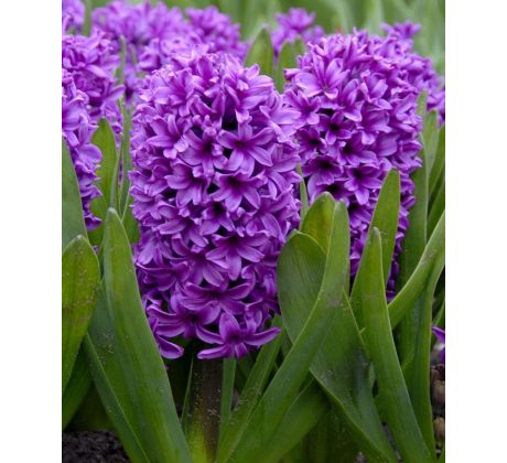Hyacinthus-  Miss Saigon / 3ks v balení