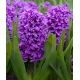 Hyacinthus-  Miss Saigon