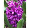 Hyacinthus-  Miss Saigon / 3ks v balení