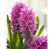 Hyacinthus - Pink Pearl / 3ks v balení