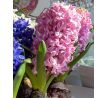 Hyacinthus - Pink Pearl / 3ks v balení