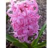 Hyacinthus - Pink Pearl / 3ks v balení