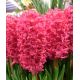 Hyacinthus - Jan Bos - 3ks v balení
