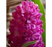 Hyacinthus - Jan Bos - 3ks v balení