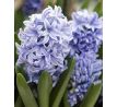 Hyacinthus - Delft Blue / 3ks v balení