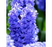Hyacinthus - Delft Blue / 3ks v balení