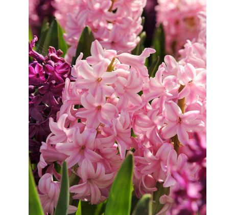 Hyacinthus - Fondant / 3 ks v balení