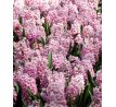 Hyacinthus - Fondant / 3 ks v balení