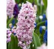 Hyacinthus - Fondant / 3 ks v balení