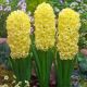 Hyacinthus - City of Haarlem / 3ks v balení