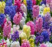 Hyacinthus - mixed / 3ks v balení