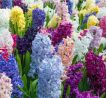 Hyacinthus - mixed / 3ks v balení