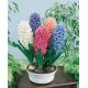 Hyacinthus prepared -Indoor Culture / 3ks v balení