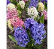 Hyacinthus Pastel mix / 5 ks v balení