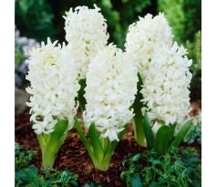 Hyacinthus - Carnegie / 3ks v balení