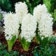 Hyacinthus - Carnegie / 3ks v balení