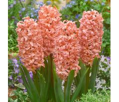 Hyacinthus - Gipsy Queen - 3ks v balení