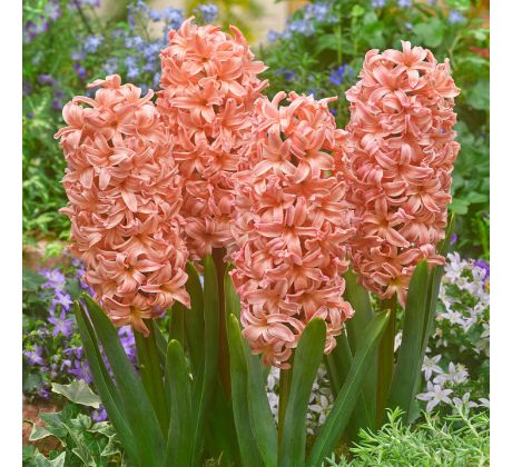 Hyacinthus - Gipsy Queen - 3ks v balení
