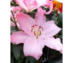 Lilium -  pink / 1ks v balení