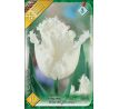 Tulipa - Honeymoon / 10ks v balení