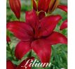 Lilium - red / 1ks v balení