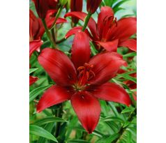 Lilium - red / 1ks v balení