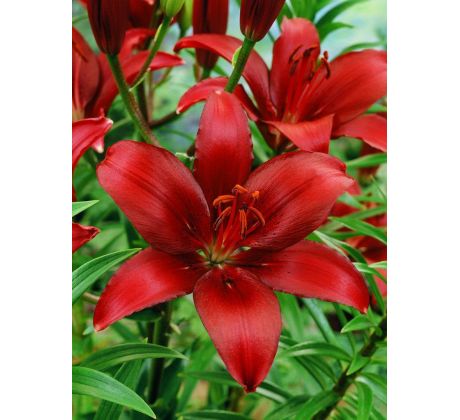 Lilium - red / 1ks v balení
