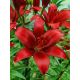 Lilium - red / 1ks v balení