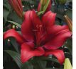 Lilium - red / 1ks v balení