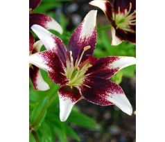 L Lilium - Netty´s Pride / 1ks v balení