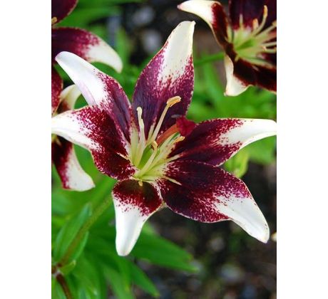 L Lilium - Netty´s Pride / 1ks v balení