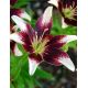 L Lilium - Netty´s Pride / 1ks v balení