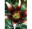L Lilium - Netty´s Pride / 1ks v balení