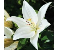 Lilium- white / 1ks v balení