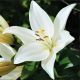 Lilium- white / 1ks v balení