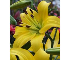 Lilium - yellow / 1ks v balení