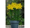 Lilium - yellow / 1ks v balení