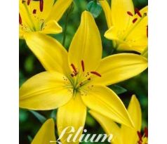 Lilium - yellow / 1ks v balení