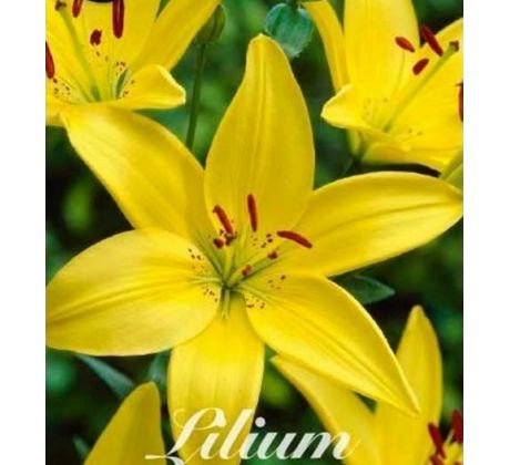 Lilium - yellow / 1ks v balení