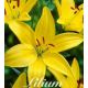 Lilium - yellow / 1ks v balení