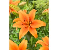 Lilium - orange / 1ks v balení