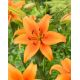 Lilium - orange / 1ks v balení