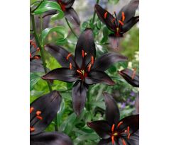 Lilium - asiat. black / 1ks v balení