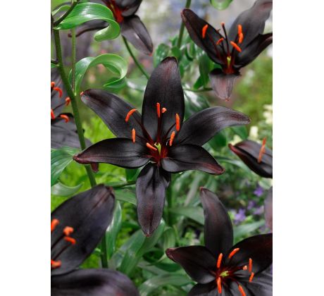 Lilium - asiat. black / 1ks v balení