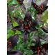 Lilium - asiat. black / 1ks v balení